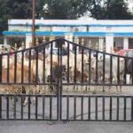 CG में आवारा मवेशियों से परेशान ग्रामीण कलेक्ट्रेट पहुंचे, नगर पालिका और SDM कार्यालय में सौंपा ज्ञापन